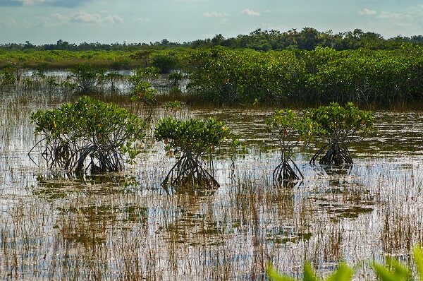 Everglades